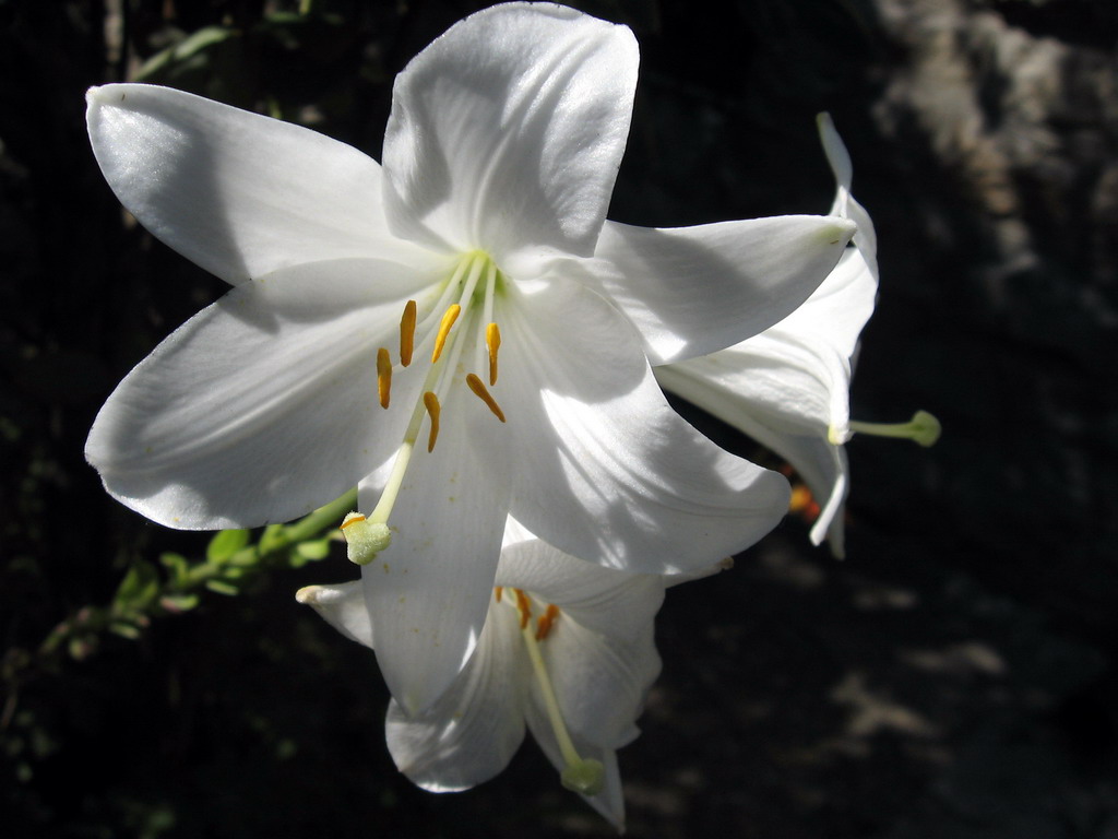 Fonds d'cran Nature Fleurs Lys 3