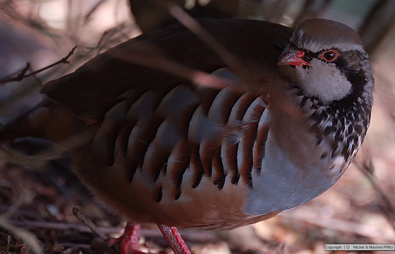 Wallpapers Animals Birds - Partridge Perdrix Rouge