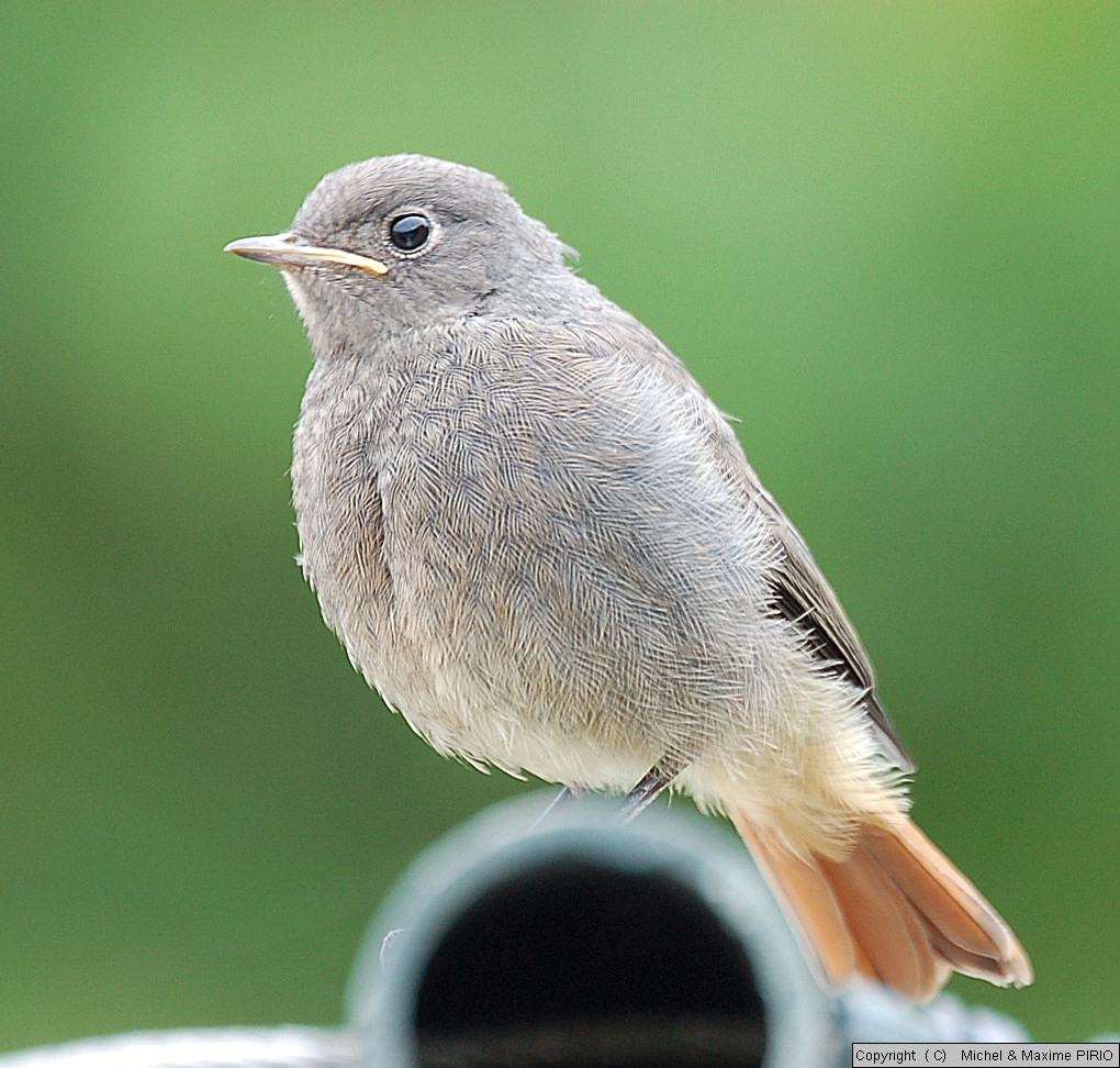 Fonds d'cran Animaux Oiseaux - Divers Jeune Rouge-Queue