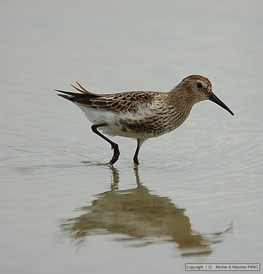 Fonds d'cran Animaux Oiseaux - Limicoles Bcassau_Variable.jpg