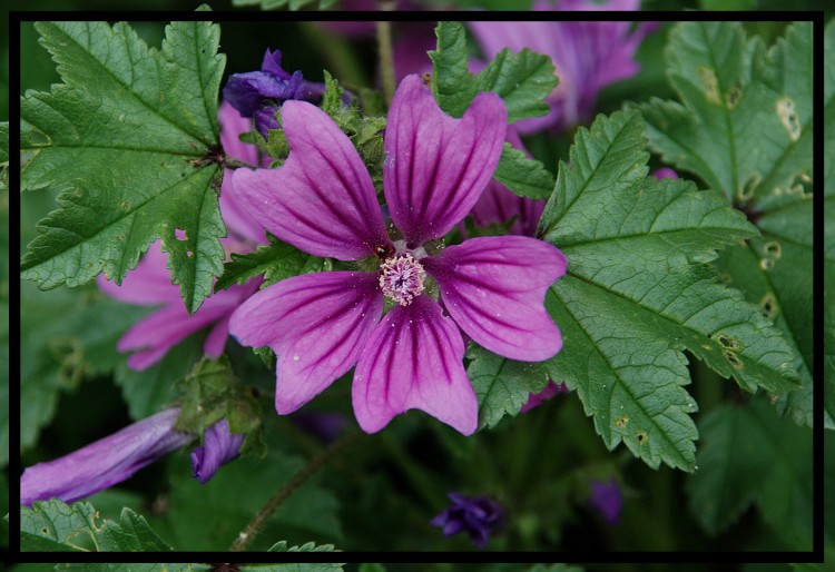 Wallpapers Nature Flowers mauve