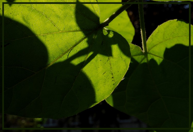 Fonds d'cran Nature Feuilles - Feuillages batman