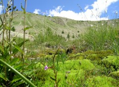 Fonds d'cran Nature Oasis Alpin