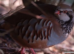 Fonds d'cran Animaux Perdrix Rouge