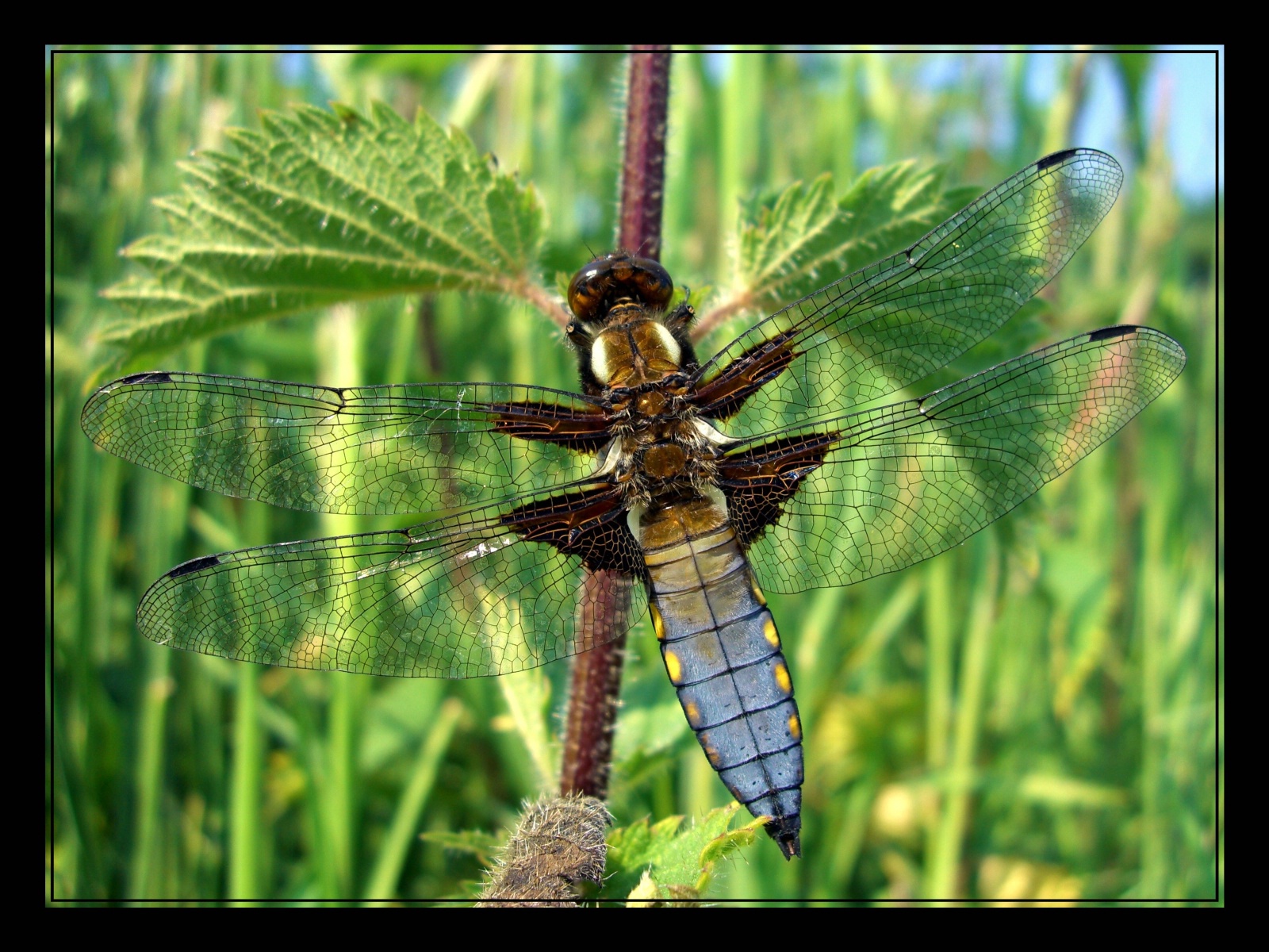 Fonds d'cran Animaux Insectes - Libellules Libellula depressa