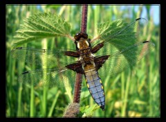 Fonds d'cran Animaux Libellula depressa