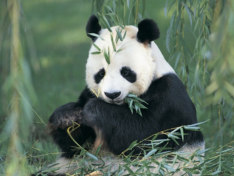 Fonds d'cran Animaux Pandas Wallpaper N171130