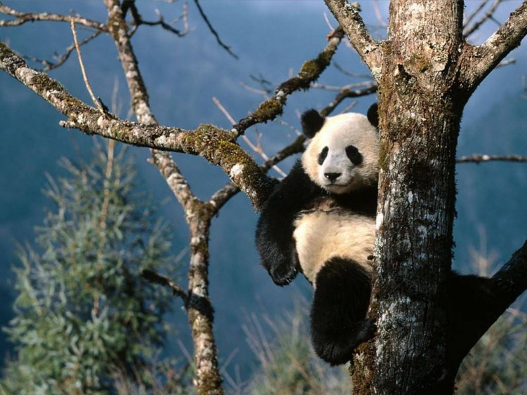 Fonds d'cran Animaux Pandas Wallpaper N171131