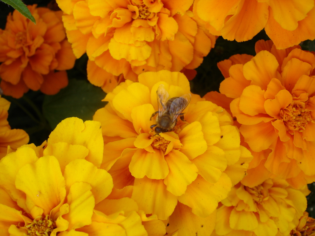 Fonds d'cran Nature Fleurs 