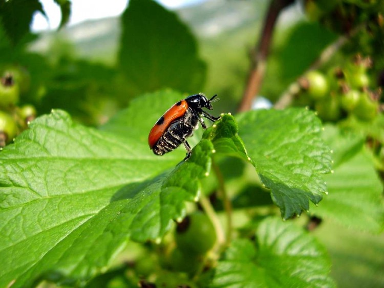 Fonds d'cran Animaux Insectes - Divers tite bbte