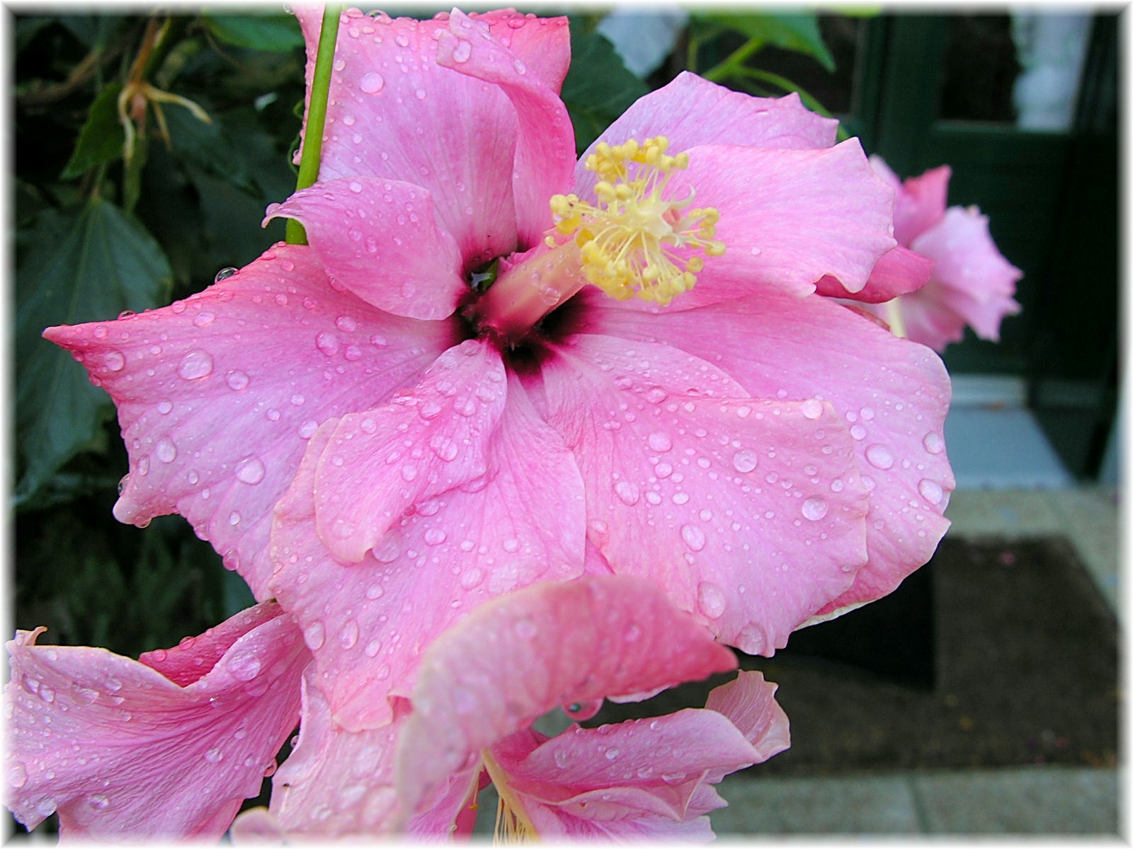 Fonds d'cran Nature Fleurs Hibiscus