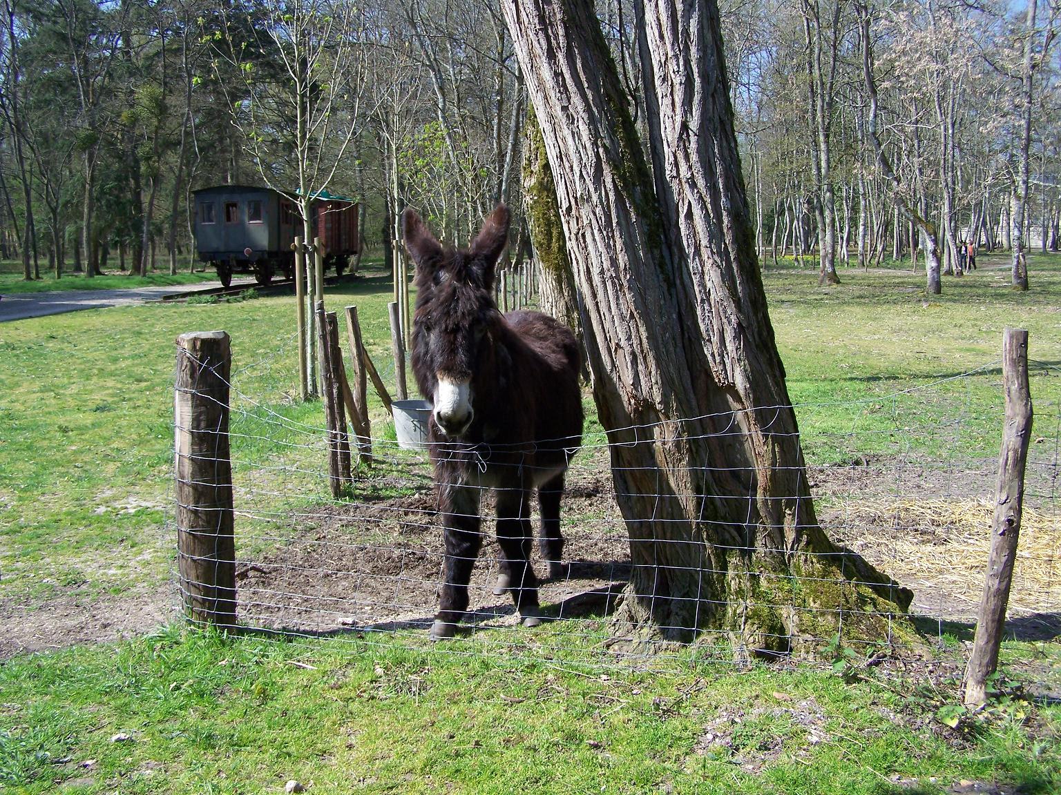 Fonds d'cran Animaux Anes 