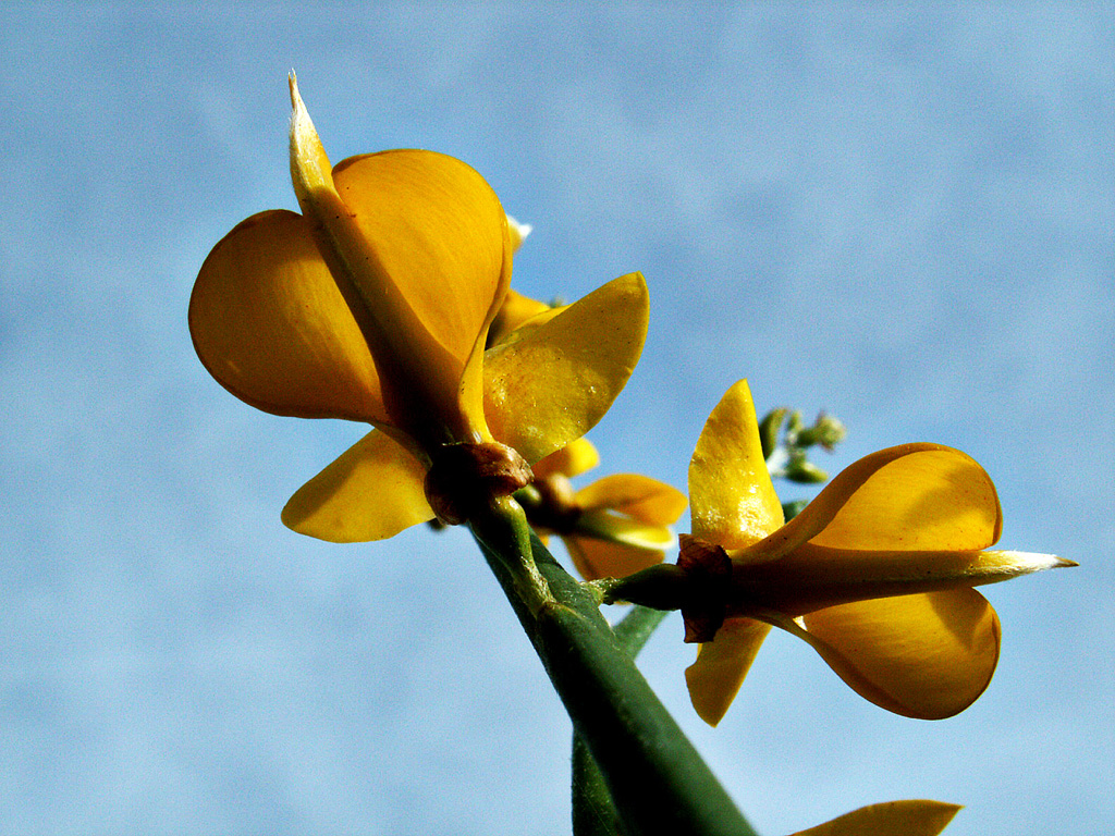 Wallpapers Nature Flowers fleur de genet