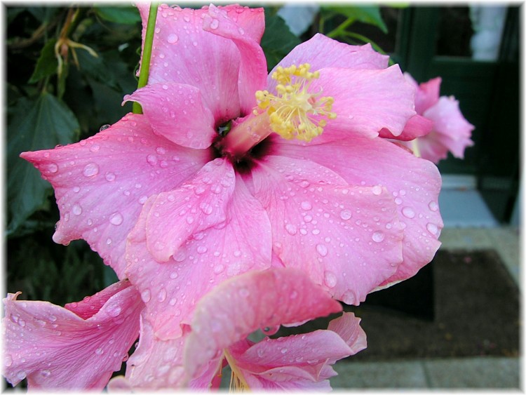 Wallpapers Nature Flowers Hibiscus