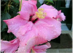 Fonds d'cran Nature Hibiscus