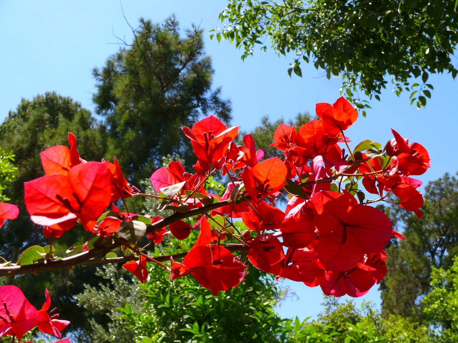 Fonds d'cran Nature Fleurs GRECE  MAI  2007