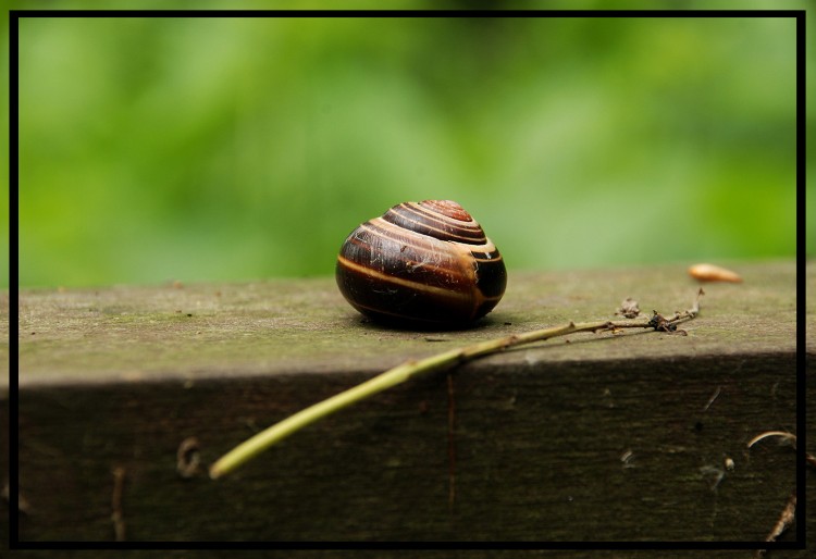 Wallpapers Animals Snails - Slugs maison a lour