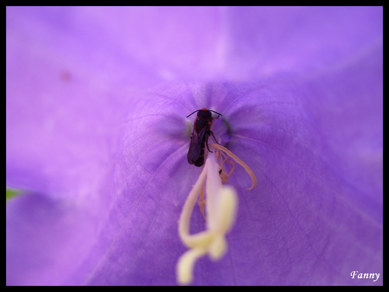 Fonds d'cran Animaux Insectes - Divers Cach dans une fleur