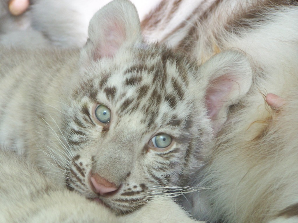 Wallpapers Animals Felines - Tigers Lion blanc