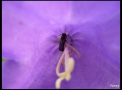 Fonds d'cran Animaux Cach dans une fleur