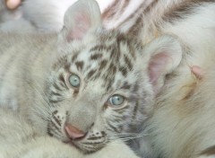 Fonds d'cran Animaux Lion blanc