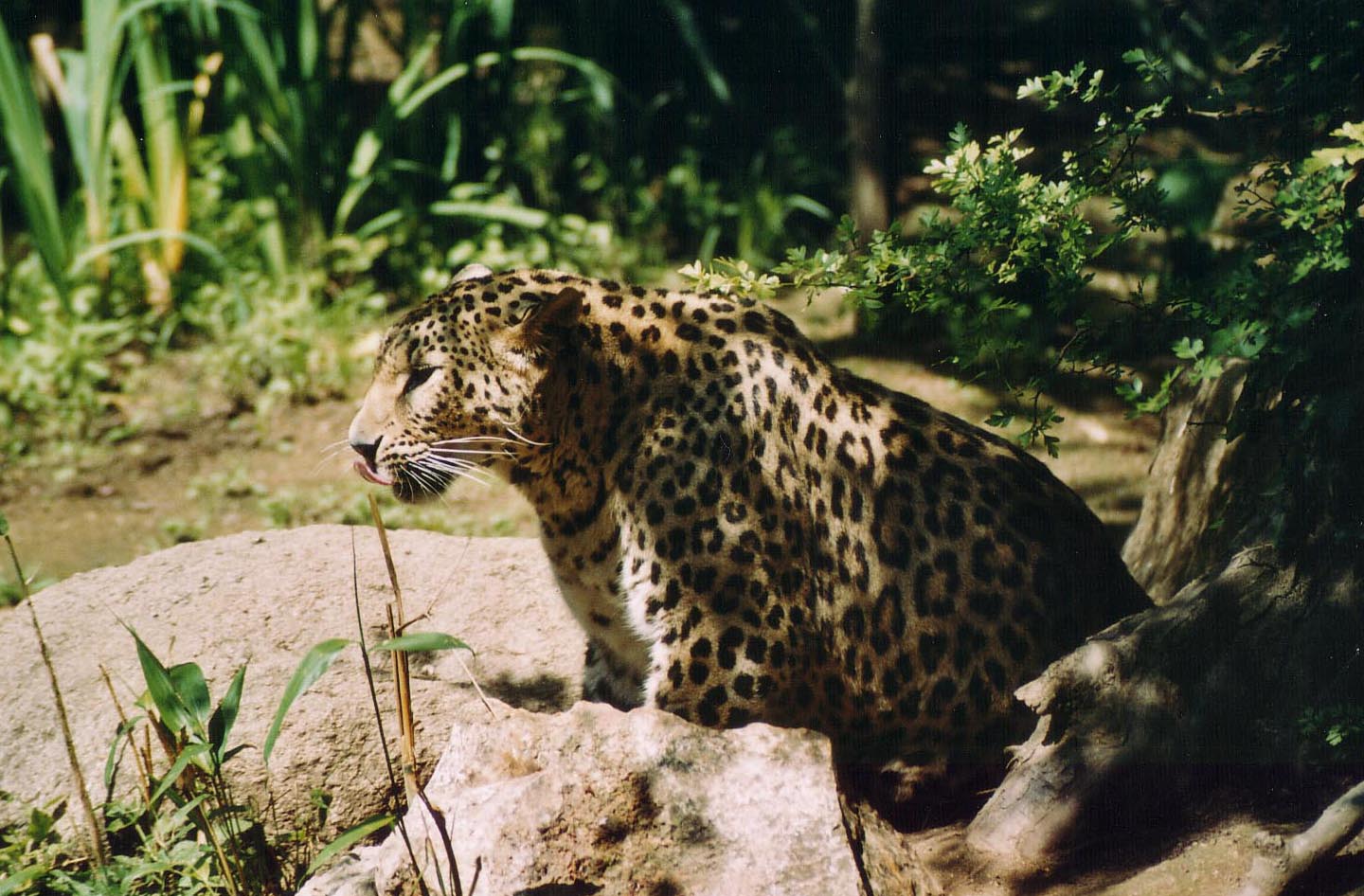 Fonds d'cran Animaux Flins - Lopards Lopard