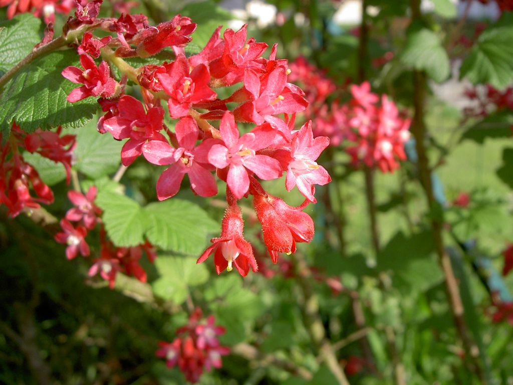 Fonds d'cran Nature Fleurs 