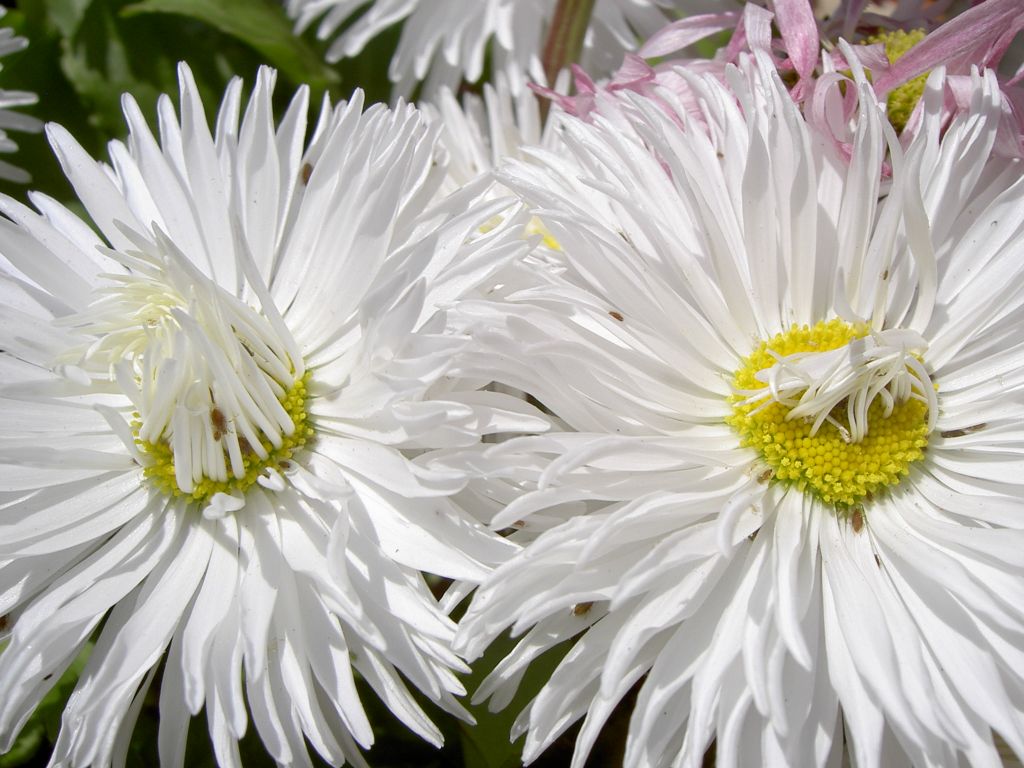 Fonds d'cran Nature Fleurs 