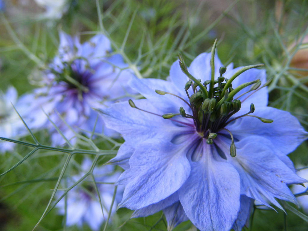 Wallpapers Nature Flowers Bleu