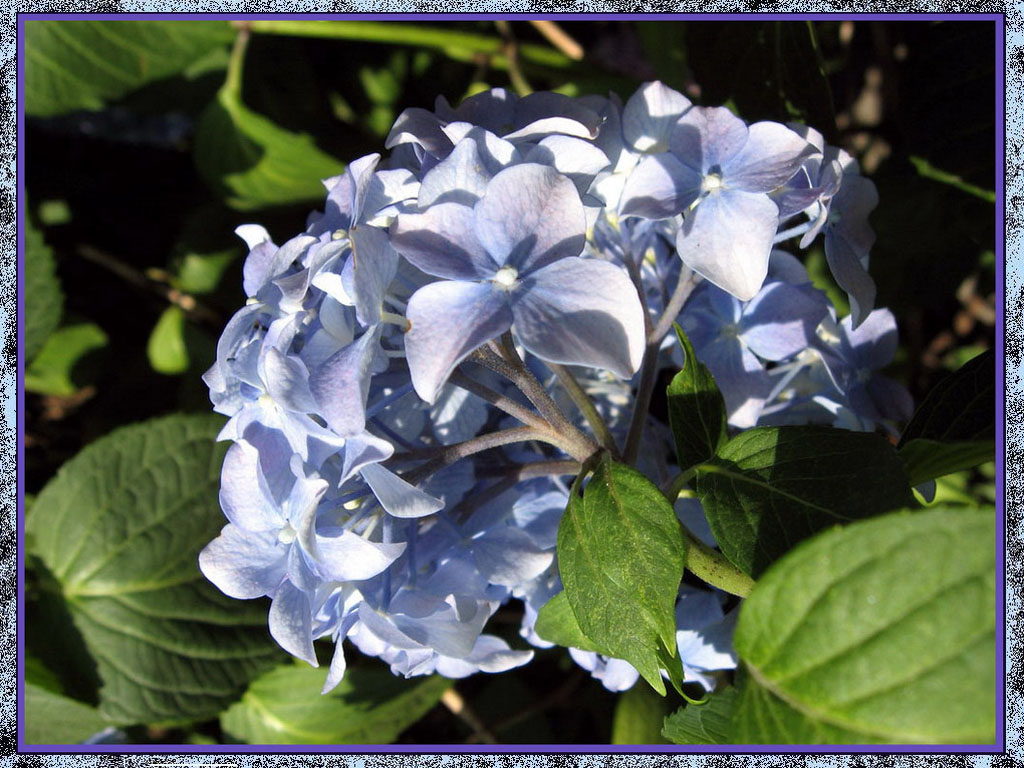 Fonds d'cran Nature Fleurs Hortensia mauve