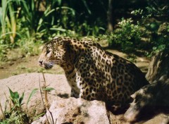 Wallpapers Animals Lopard