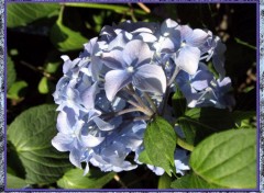 Fonds d'cran Nature Hortensia mauve