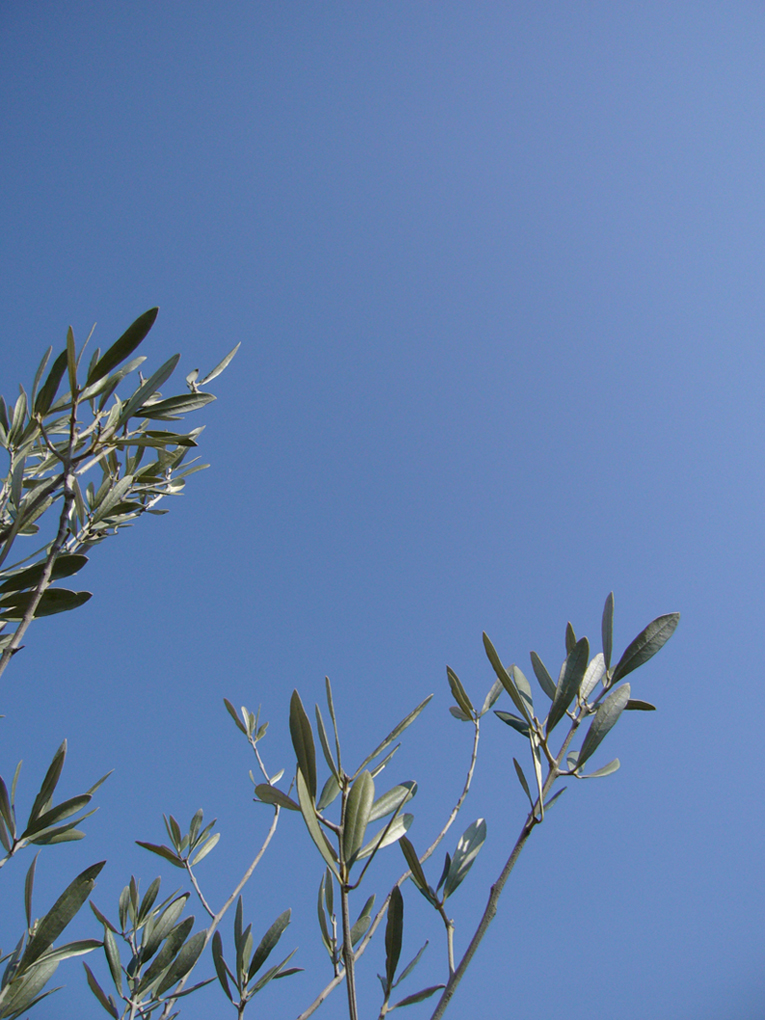 Wallpapers Nature Leaves - Foliage Olivie par ciel bleu