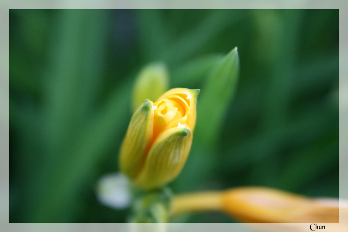 Fonds d'cran Nature Fleurs 