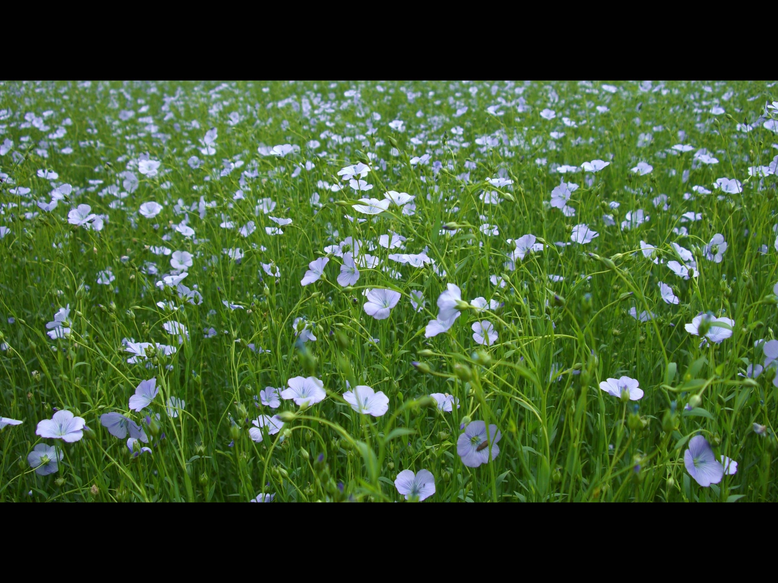 Fonds d'cran Nature Fleurs Champ de lin