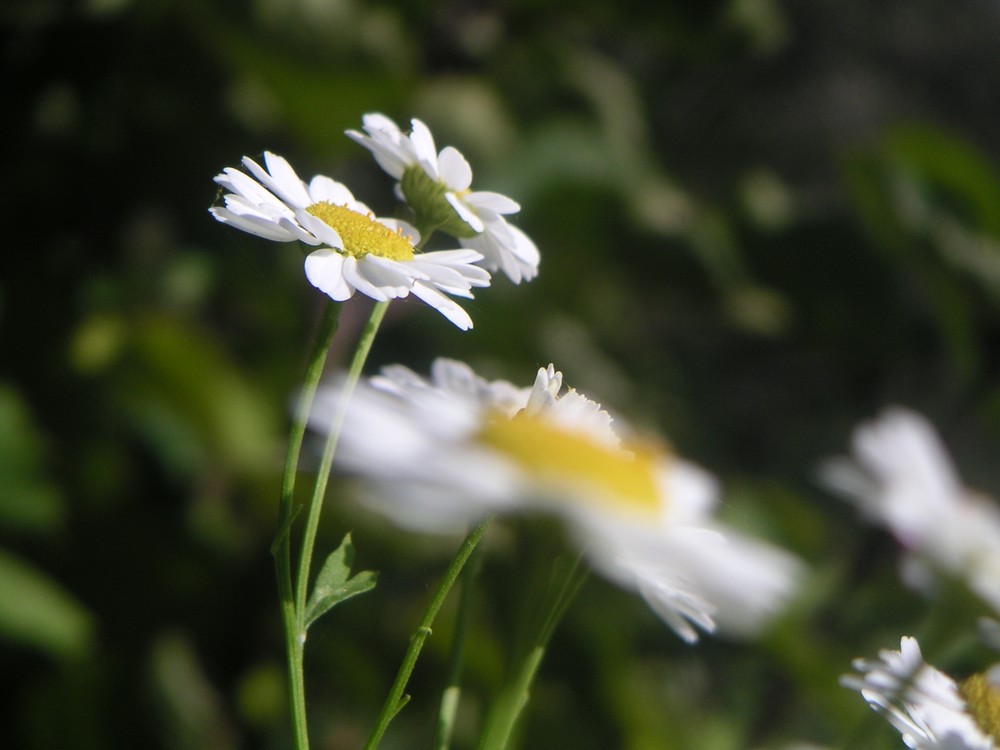 Fonds d'cran Nature Fleurs 