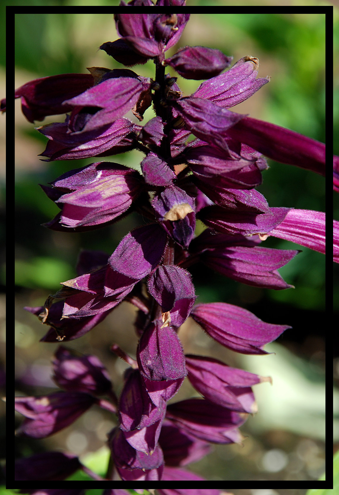 Wallpapers Nature Flowers mauve2