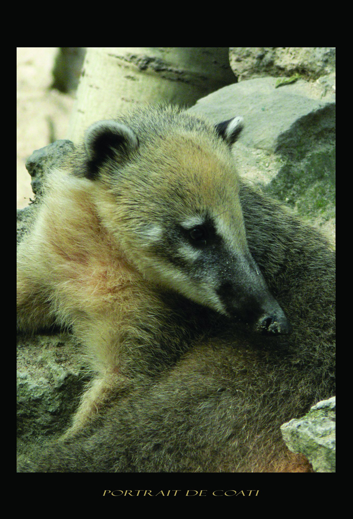 Fonds d'cran Animaux Divers Le coati roux