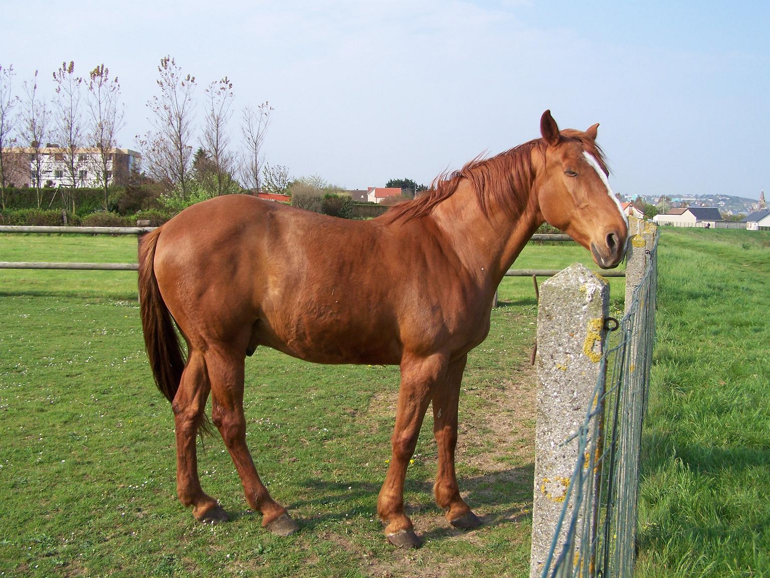 Wallpapers Animals Horses Cheval