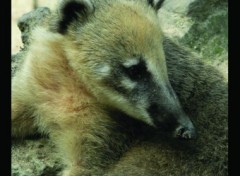 Fonds d'cran Animaux Le coati roux