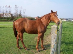 Fonds d'cran Animaux Cheval