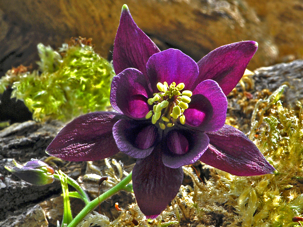 Fonds d'cran Nature Fleurs Ancolie