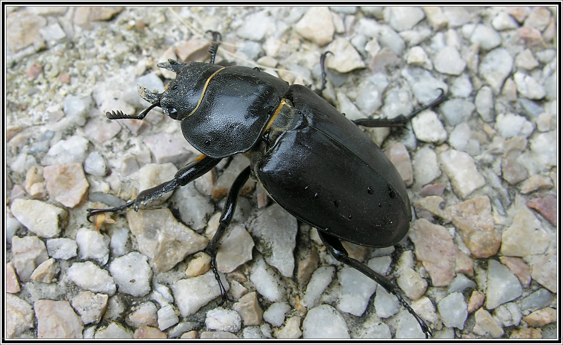 Fonds d'cran Animaux Insectes - Scarabes Insecte coloptre