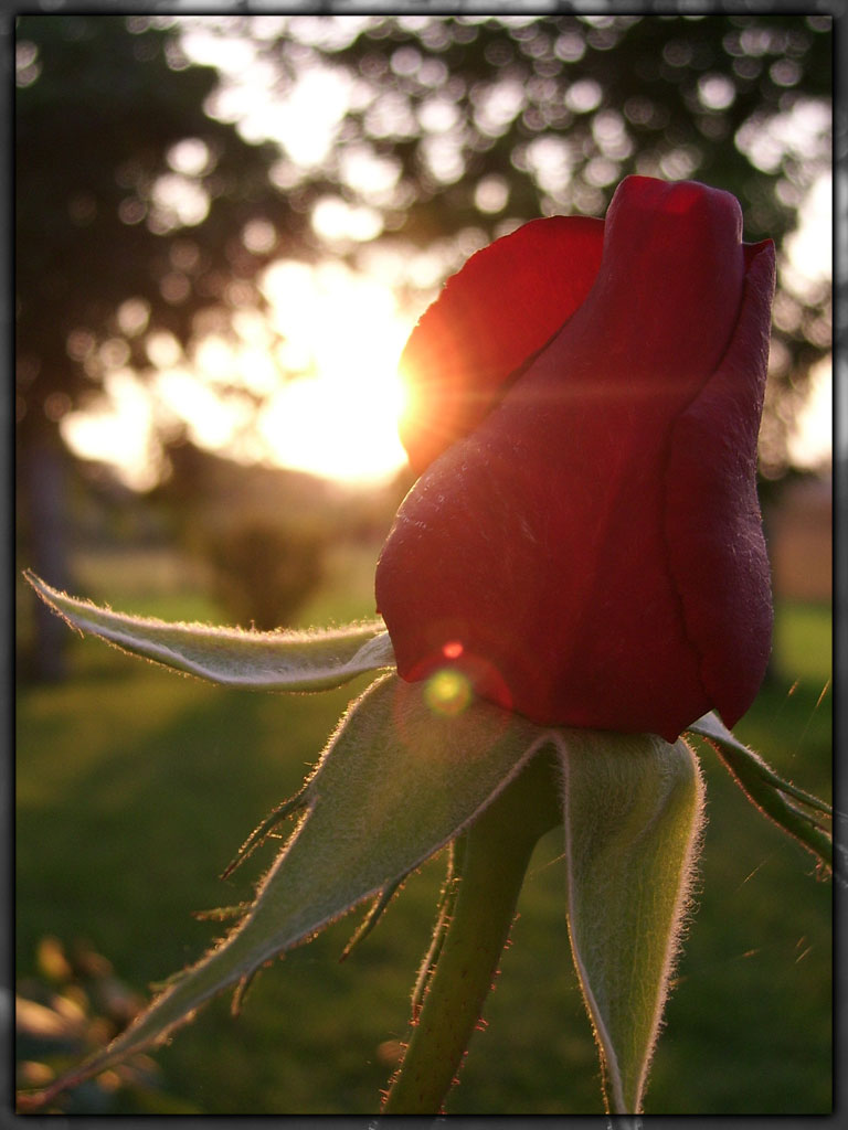 Fonds d'cran Nature Fleurs rose