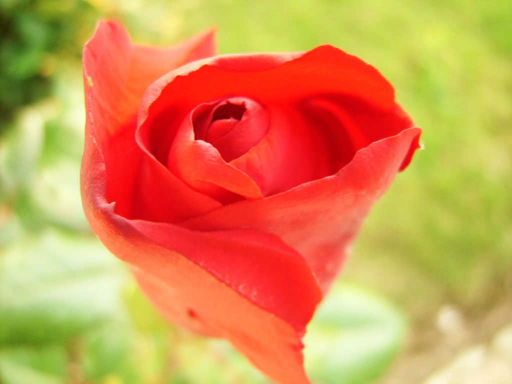 Fonds d'cran Nature Fleurs rose