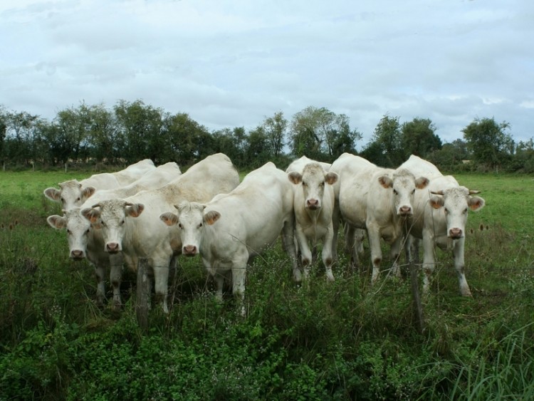 Fonds d'cran Animaux Vaches - Taureaux - Boeufs Wallpaper N171949