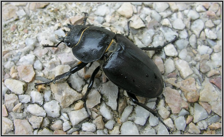 Fonds d'cran Animaux Insectes - Scarabes Insecte coloptre