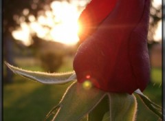 Fonds d'cran Nature rose