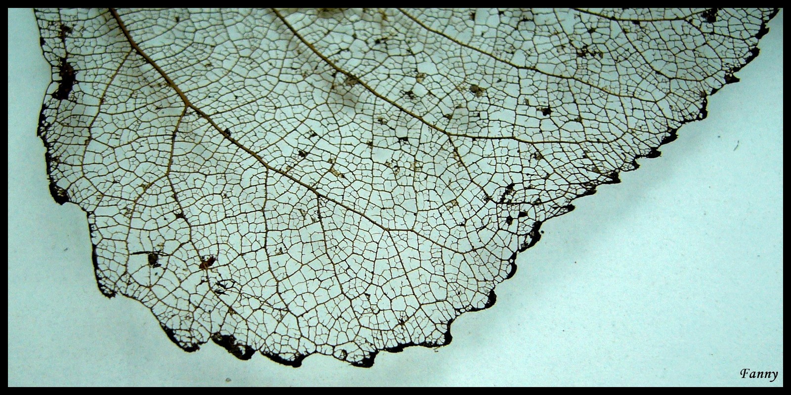 Fonds d'cran Nature Feuilles - Feuillages Dentelle