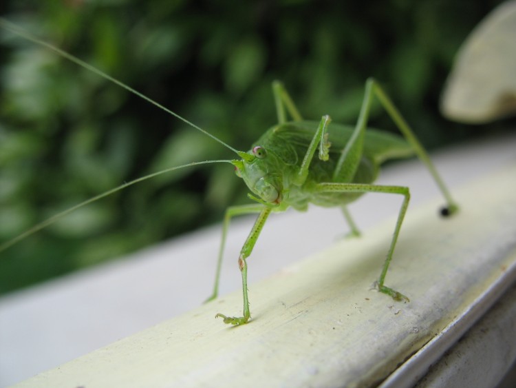 Fonds d'cran Animaux Insectes - Sauterelles et Criquets Le bonjour de la Grande sauterelle verte / Tettigonia viridissima